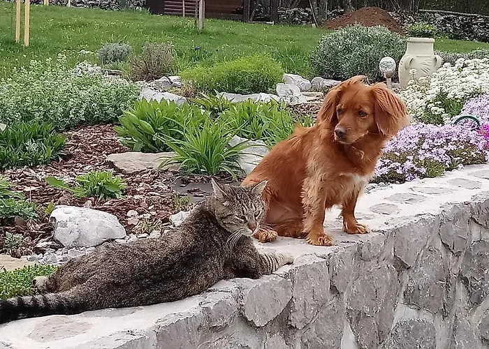 Apartma Bee In Forest