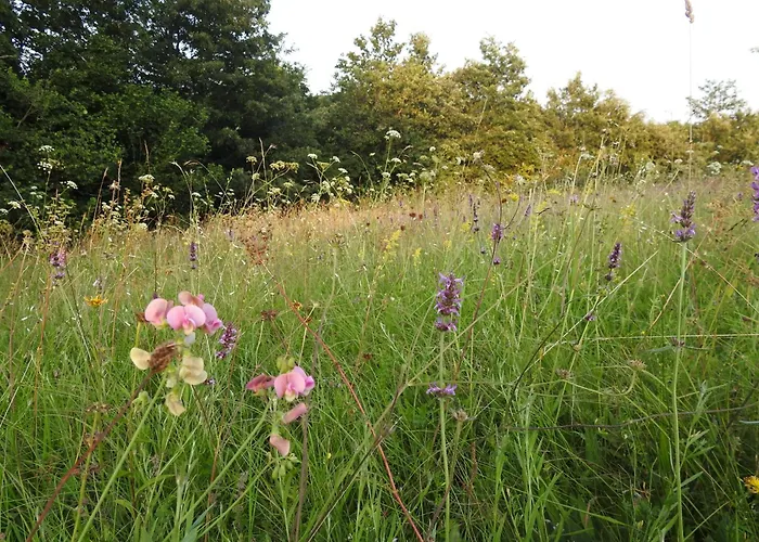 Bee In Forest * Пивка